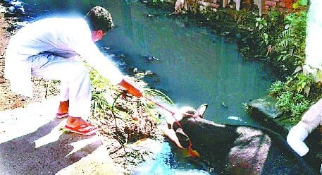 Or Ali, Jai Shriram with Gongji Forever and save the cow's life