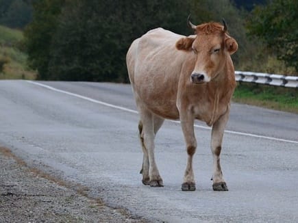  Tempo driver crashes in cow,  Angry people beat the tampo driver,  Handed the accused to the police