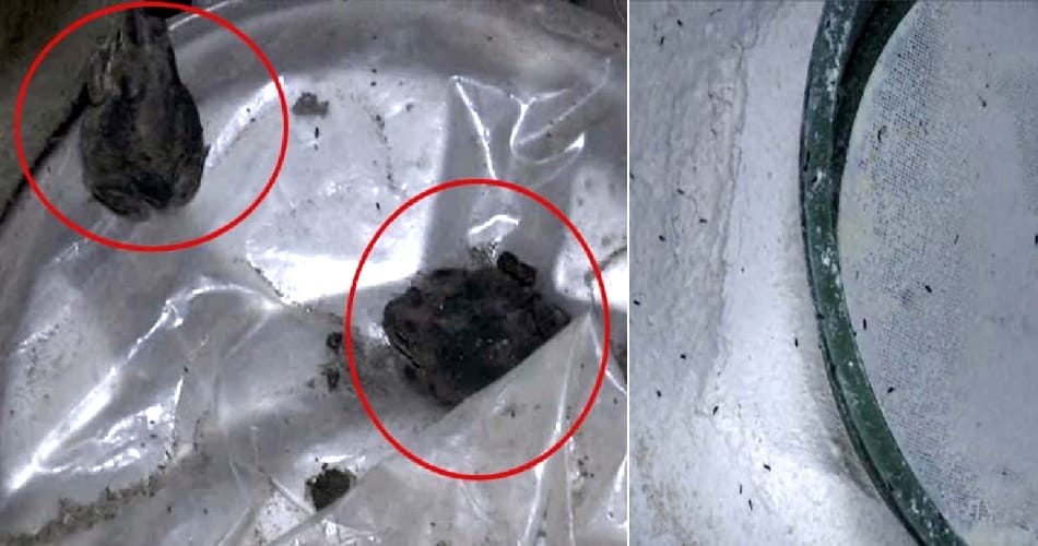 Insects found in grains of mid day meal