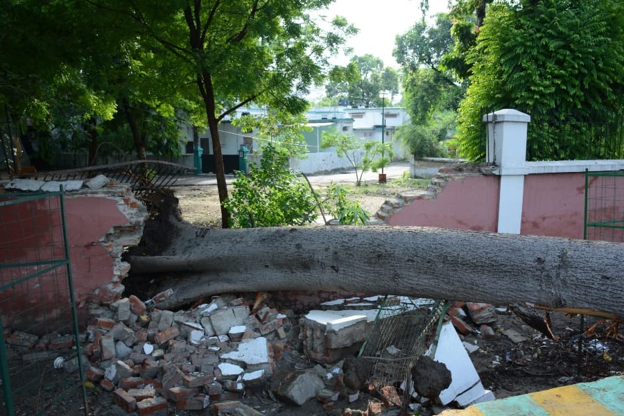 governor ram naik came out to see a tree falls because of rain in Lucknow.