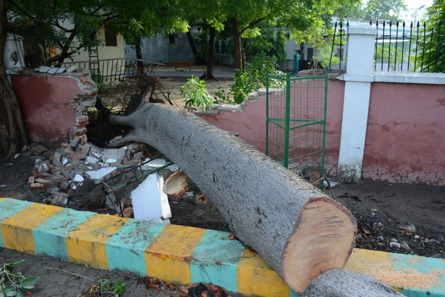 governor ram naik came out to see a tree falls because of rain in Lucknow.