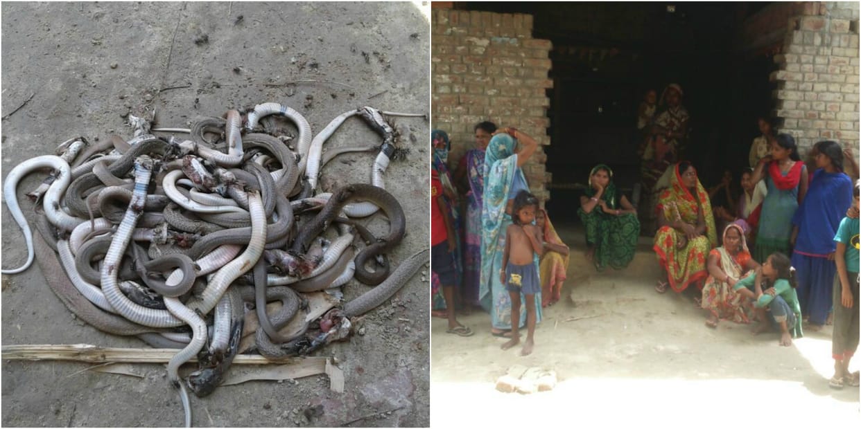 एक घर में खुदाई के दौरान निकले 30 सर्प, दहशत