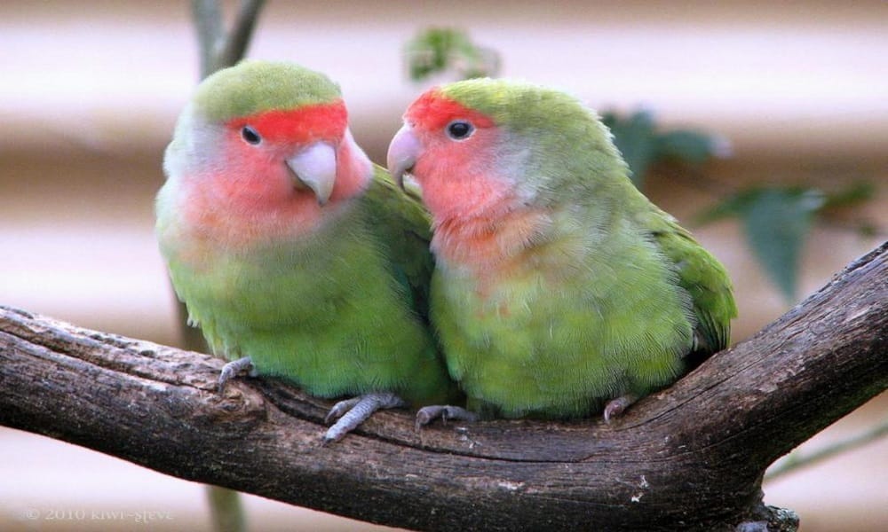 avoid fight between husband and wife keep these things in your bedroom