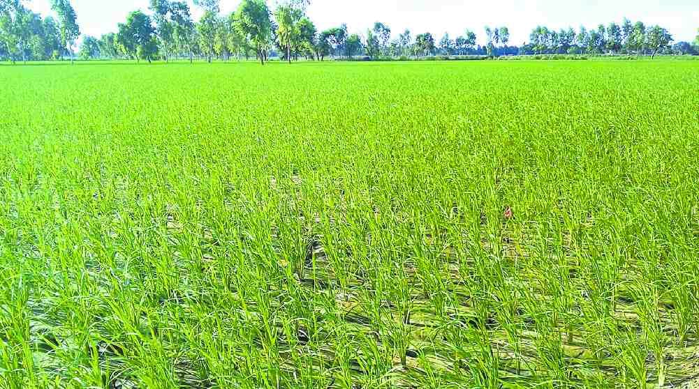Scorching disease in paddy crop due to lack of rain in gorakhpur