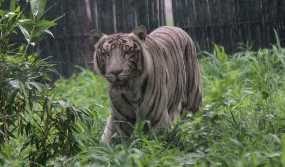 Uttarakhand News: Tourist Can See white Tiger in Corbett national park like Madhya pradesh
