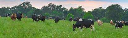  HIV vaccine can be made with the help of cow