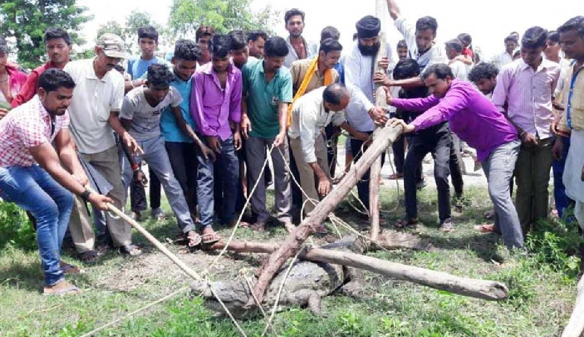 Crocodile arrived in the Nayakat Nallah of Nadaha village