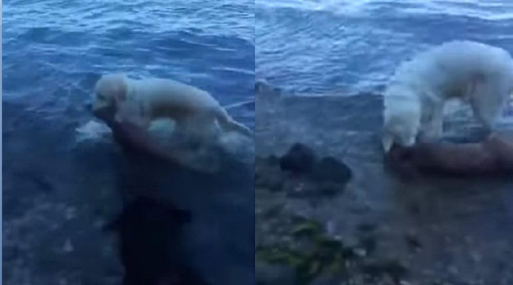 Does animal also commit suicide watch this video