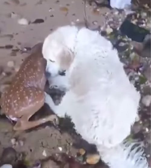 Does animal also commit suicide watch this video