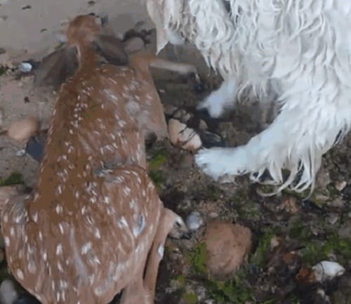Does animal also commit suicide watch this video