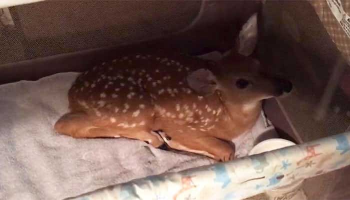 Does animal also commit suicide watch this video