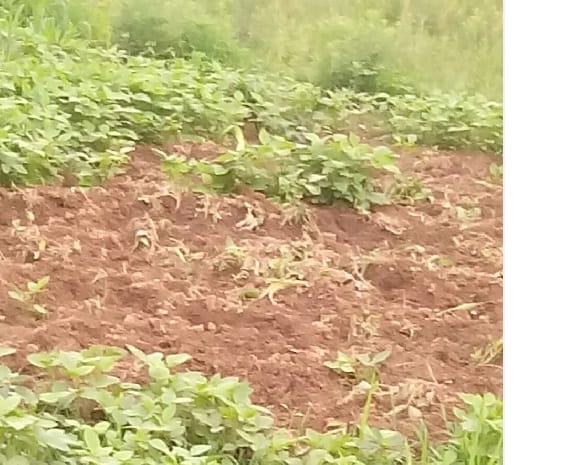 In the villages of Ranikhet and Dwarahat, pigs harvested in ruins