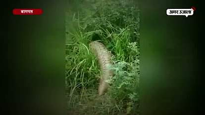 PANGOLIN FOUND IN KHAPRANAVILLAGE IN BAGHPAT 
