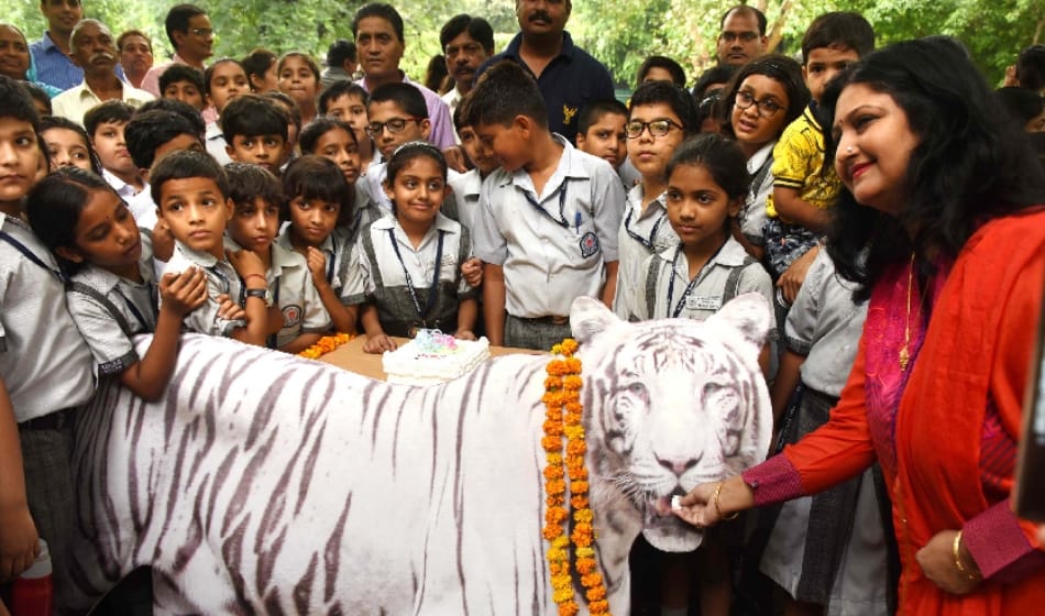 white tiger tenth birthday celebrated in delhi zoo