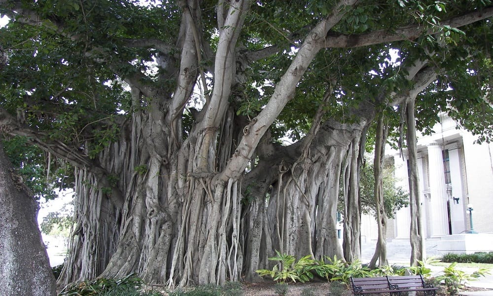   hariyali amavasya plant these four tree for fulfill your luck