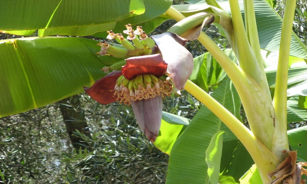   hariyali amavasya plant these four tree for fulfill your luck