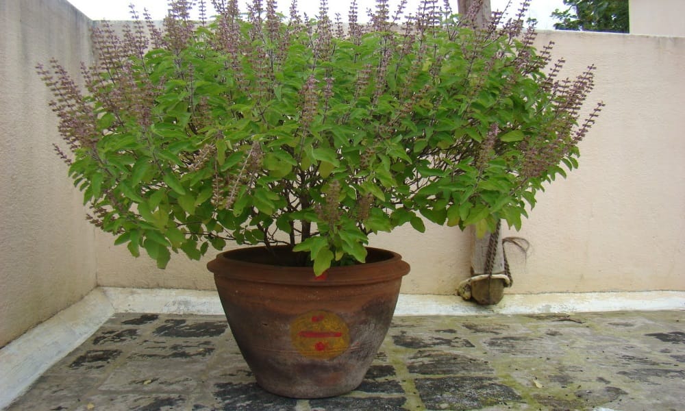   hariyali amavasya plant these four tree for fulfill your luck
