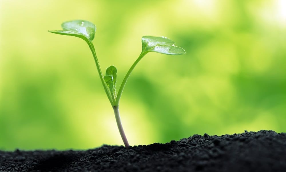   hariyali amavasya plant these four tree for fulfill your luck