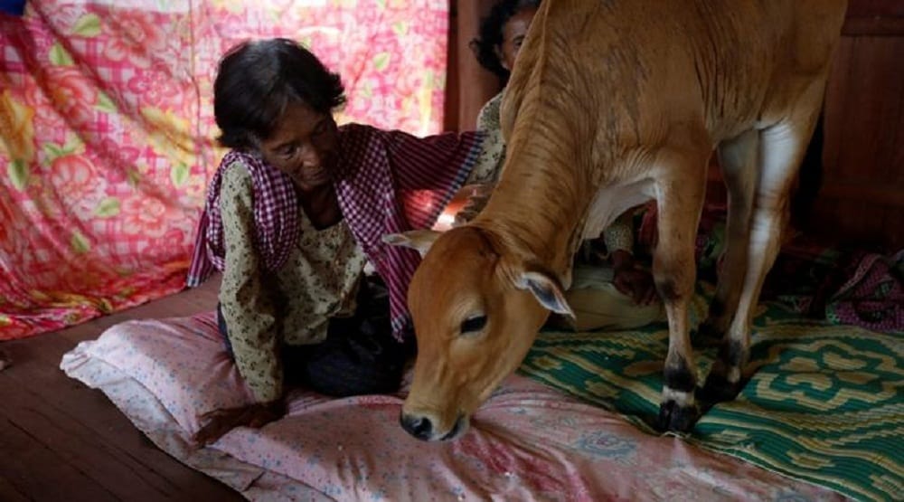 Cambodian Women marries calf considering it to be   husbands reincarnation