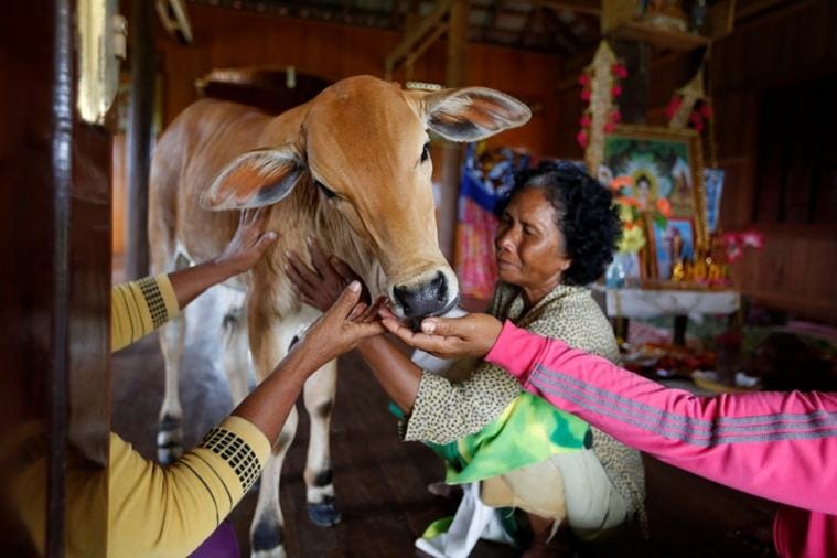 Cambodian Women marries calf considering it to be   husbands reincarnation