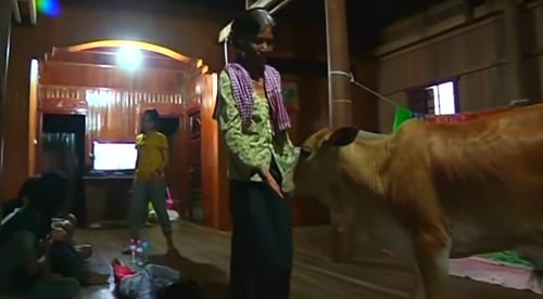 Cambodian Women marries calf considering it to be   husbands reincarnation