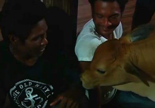 Cambodian Women marries calf considering it to be   husbands reincarnation
