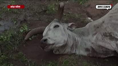 30 cattle die due to starvation in Andhra Pradesh