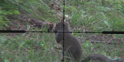 License required for air guns sale