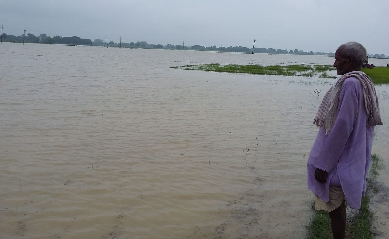 Hundreds of acres of paddy crop rains