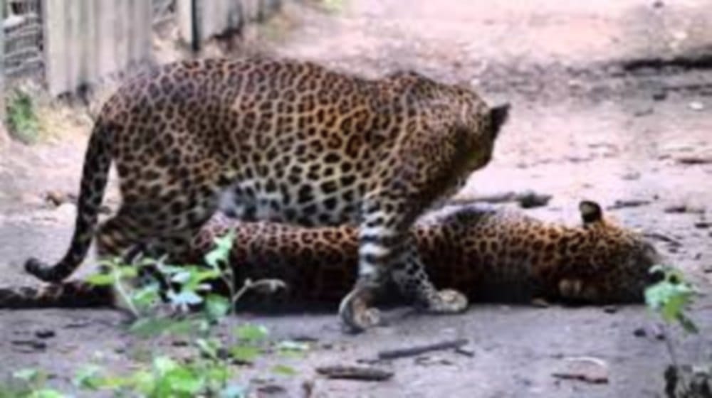 one leopard trapped in wire