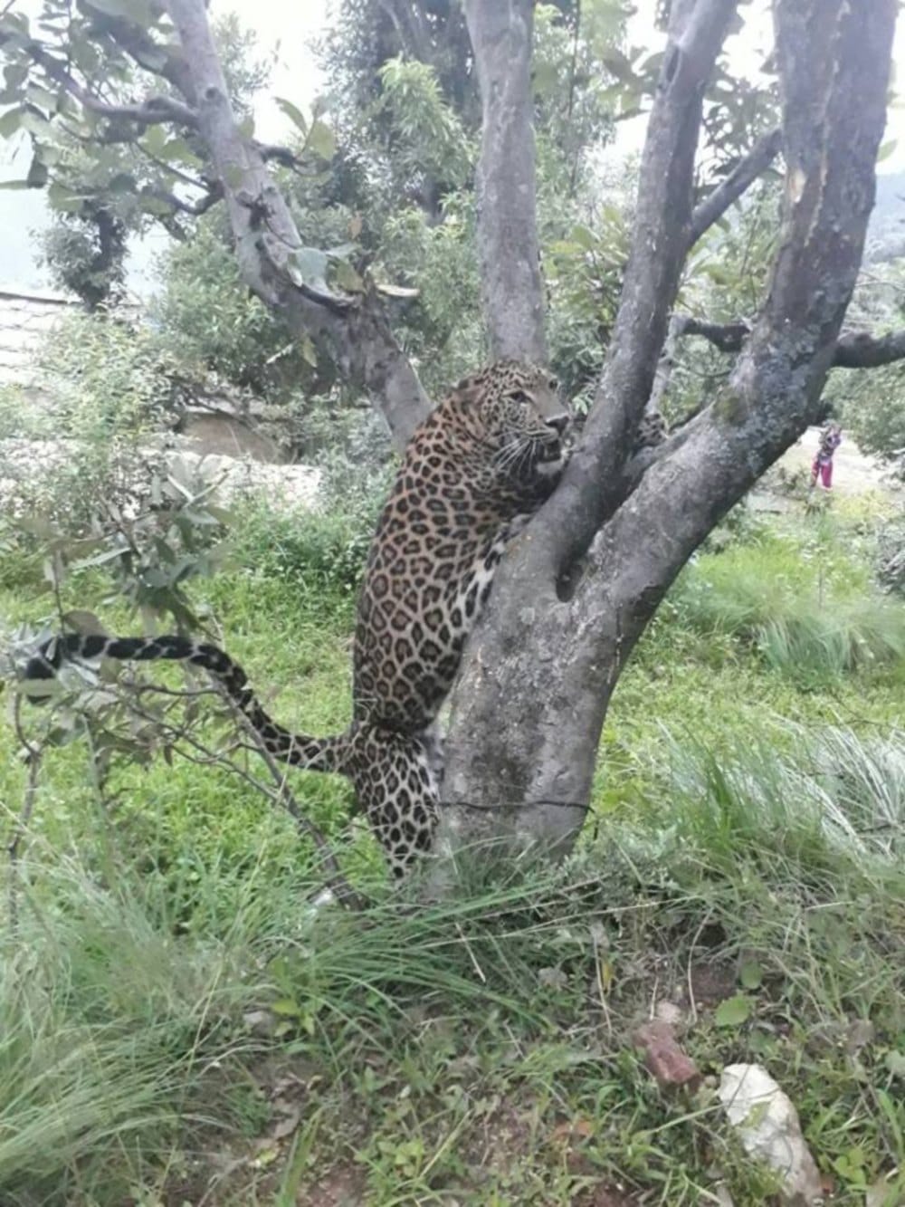 leopard create panic in Pindra village