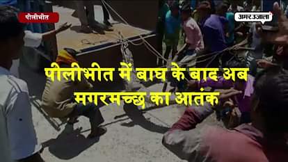 After leopard attack crocodile terror in pilibhit 