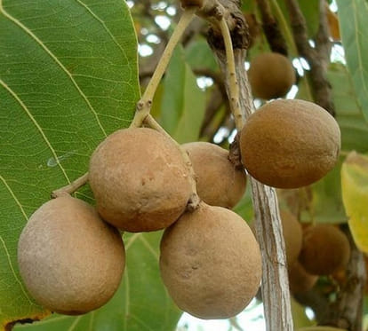 without doctor prescription triphala intake can be harmful to health