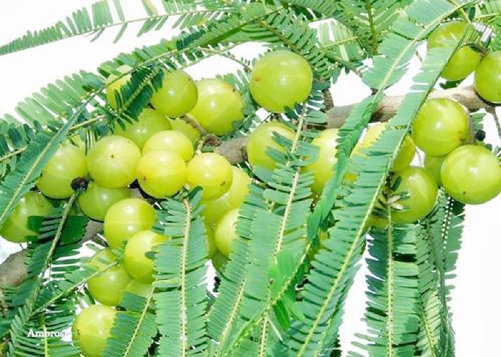 farmer becomes crorepati with a piece of land earing the turnover of 26 lakhs know success story