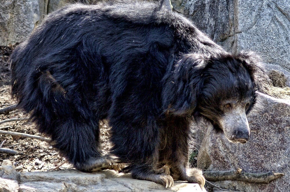 bear killed ox and calf