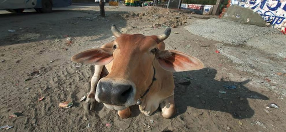 bjp mla says bpl card holders may rear at least one cow