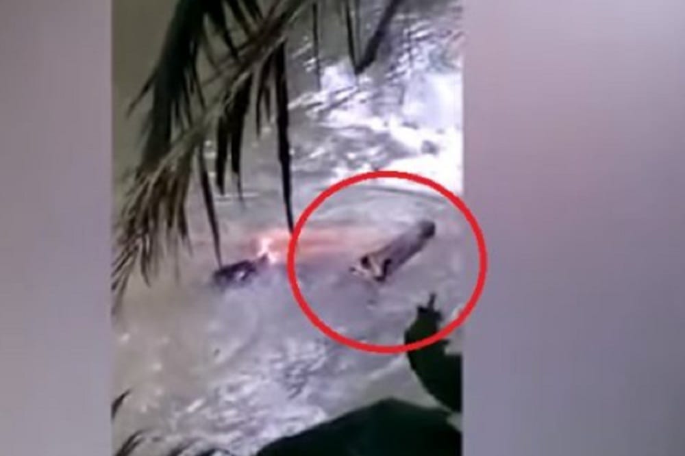 Watch Crocodile Disgorging Human Body in River