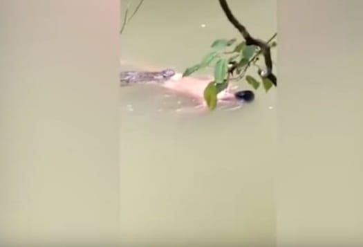 Watch Crocodile Disgorging Human Body in River