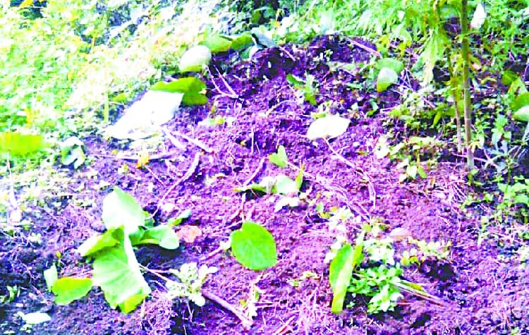 The wild boar eating Gderi thousands Farm dig