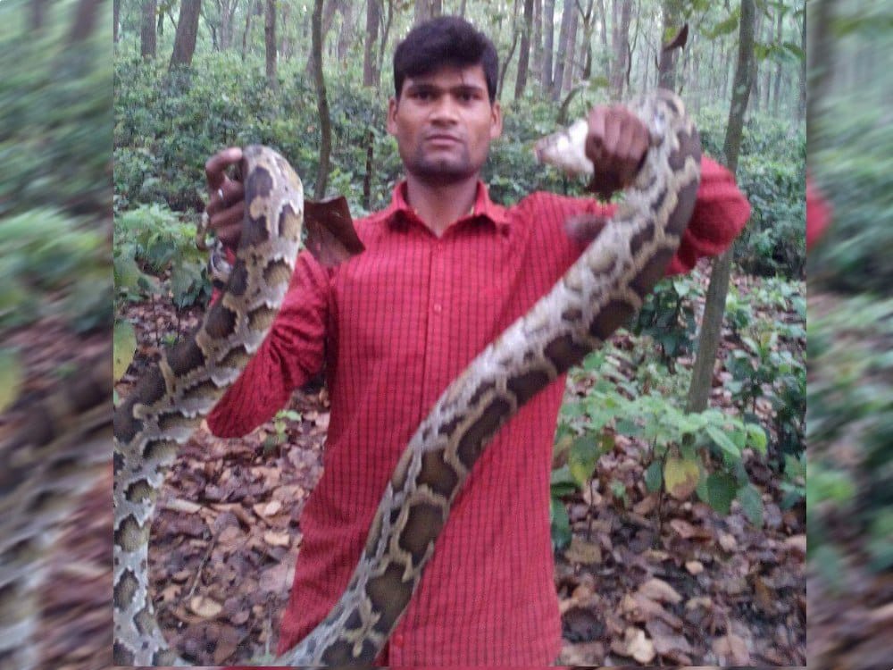 big python captured in doiwala