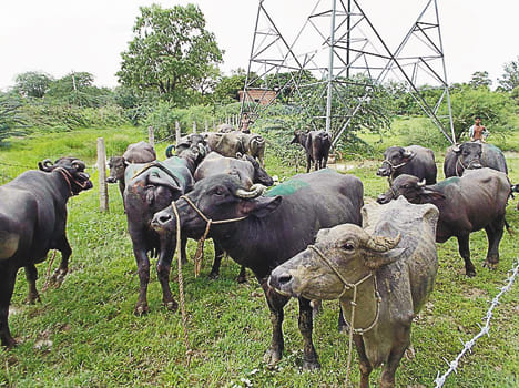 Four cattle smugglers, 18 cattle recovered