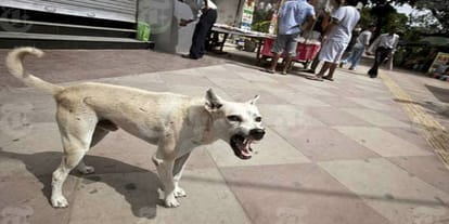 The stray dogs scuttled the innocent child, death in hospital