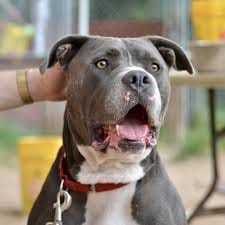 Why do dogs become the best friends of humans?