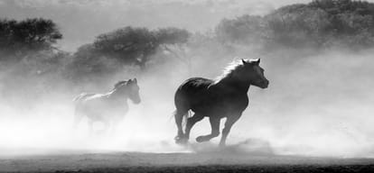horses will not participate in pushkar fair this year