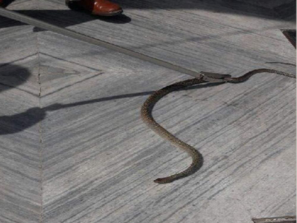 two fastest reptile rat snake found in house