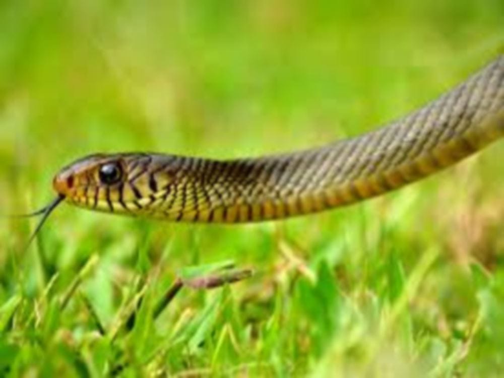 two fastest reptile rat snake found in house