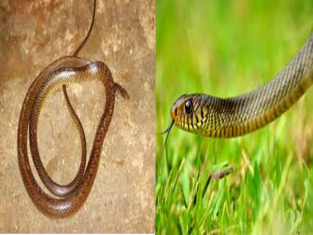 snake stuck in electric fencing of dehradun resort