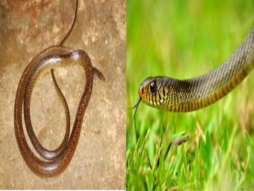 two fastest reptile rat snake found in house