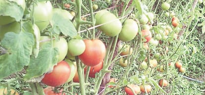 tomato price hikes to 300 rs per kg in pakistan