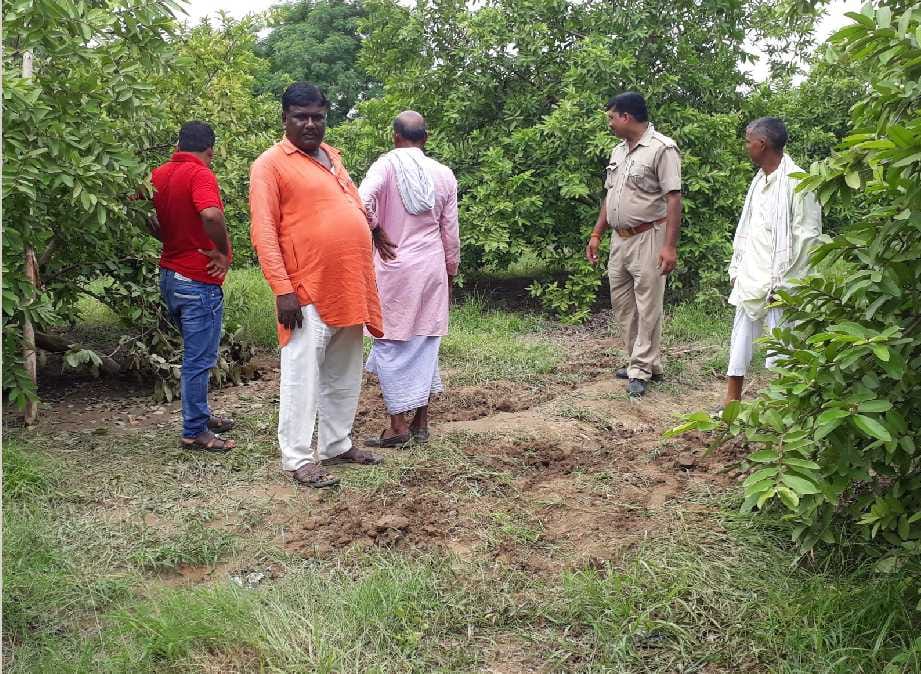 Cattle breeding animals, residues recovered in guava garden
